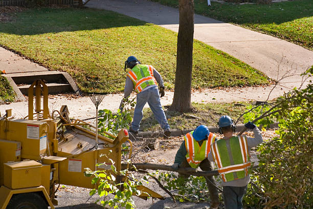 Best Tree Removal Services  in Goose Creek Village, VA